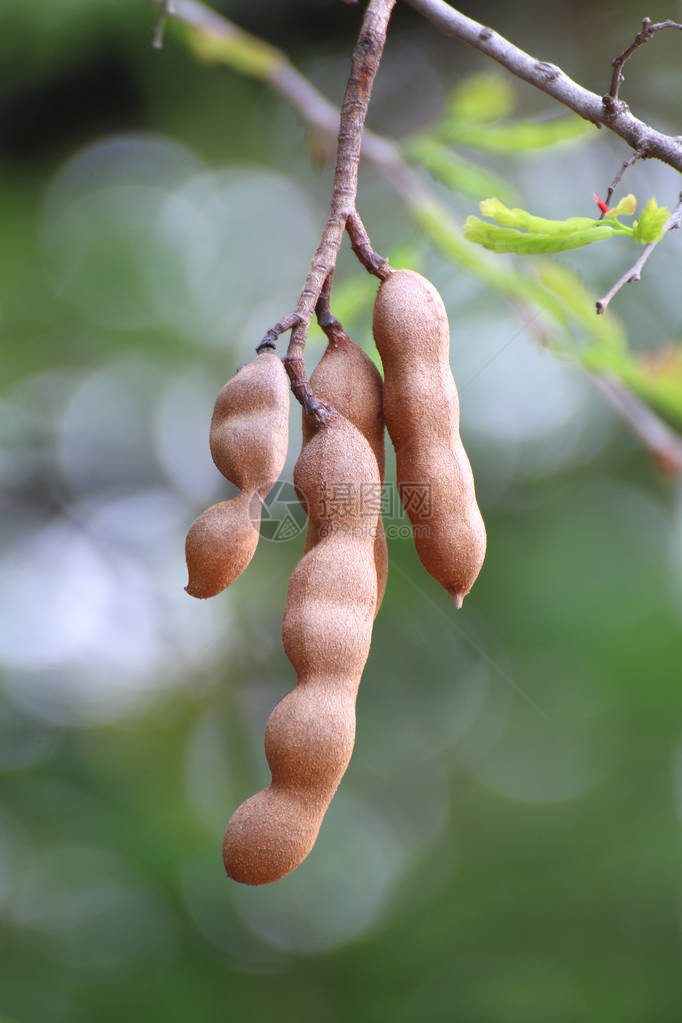 Tamarind热带马林树上的新青春图片