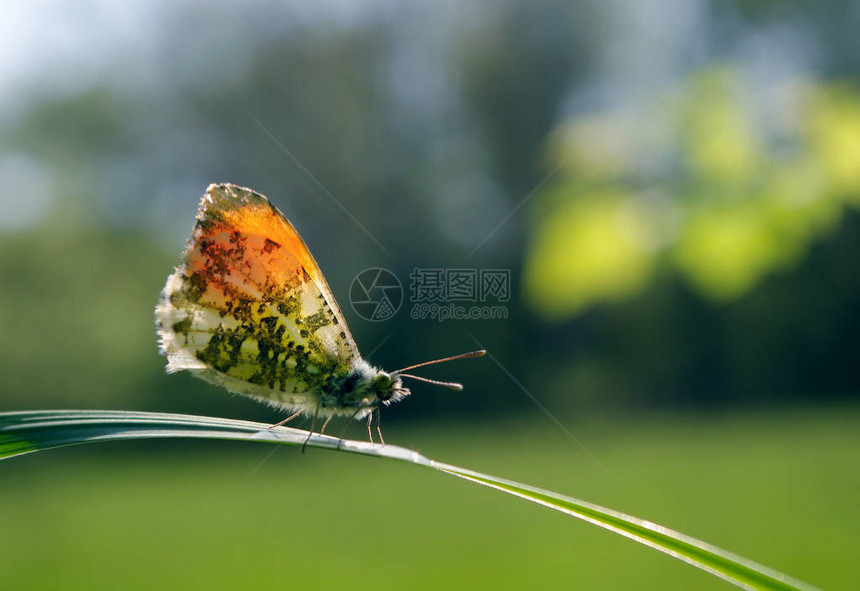 橙尖蝴蝶阳光明媚的草地上的蝴蝶春天的蝴蝶明图片