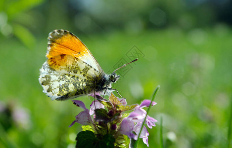 橙尖蝴蝶阳光明媚的草地上的蝴蝶春天的蝴蝶明图片