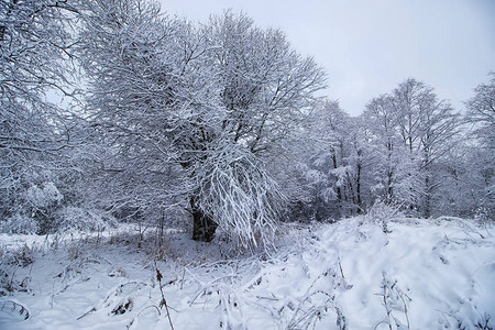 冬天森林覆盖着雪图片