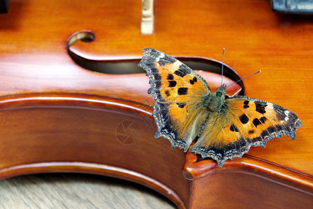 小提琴和蝴蝶一把小提琴的脖子紧闭着图片