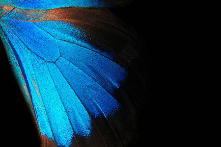 蝴蝶的翅膀尤利西斯关闭蝴蝶纹图片