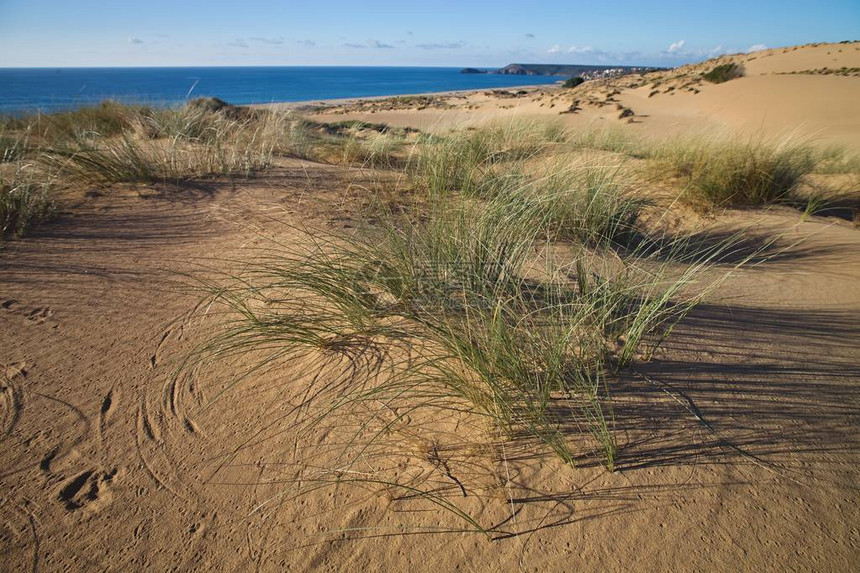 意大利撒丁岛沿海沙丘植被图片