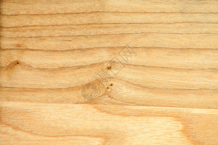 山毛榉树特写的纹理天然木质壁纸图片