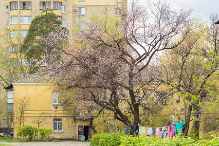 旧房子院里有杏花图片