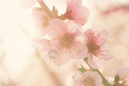 春樱桃树在阳光下盛图片