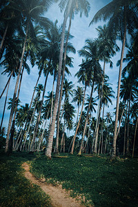 公园的椰子棕榈树图片