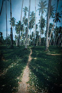 公园的椰子棕榈树图片