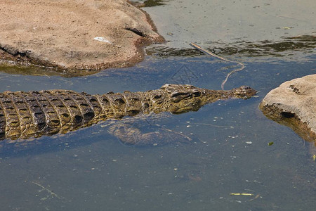 在南非河岸上的尼罗鳄鱼Crocodylusniloticus图片