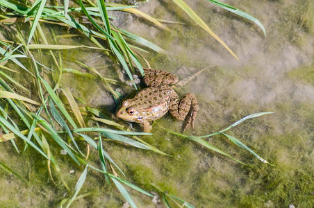 青蛙坐在沼泽里图片