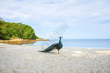 印度孔雀站在泰国罗勇岛美丽的海滩上图片