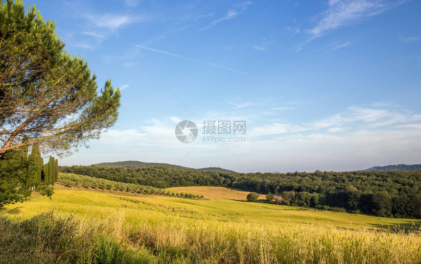 托斯卡纳的晨景背景是橄榄园图片