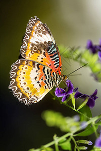 紫色小花上的帝王蝶背景图片