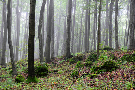 早晨美丽的雾蒙的秋天森林图片