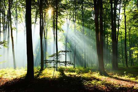 美丽的早晨秋天的森林里有阳光图片