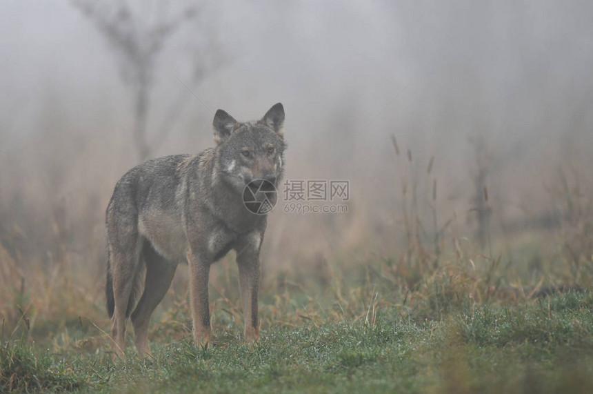 雾中的灰狼Canislupus图片