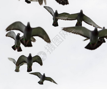 飞速翔的鸽鸟群图片