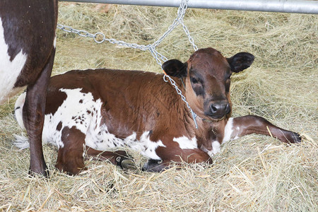 小牛躺在农场里图片