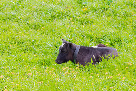 年轻的公牛躺在草地上图片