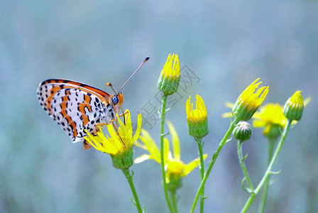 美丽的蝴蝶在草地上刷脚蝴蝶美丽的蝴蝶在草地图片