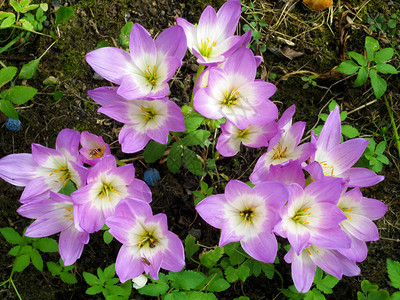秋天花园的紫色白克罗图片