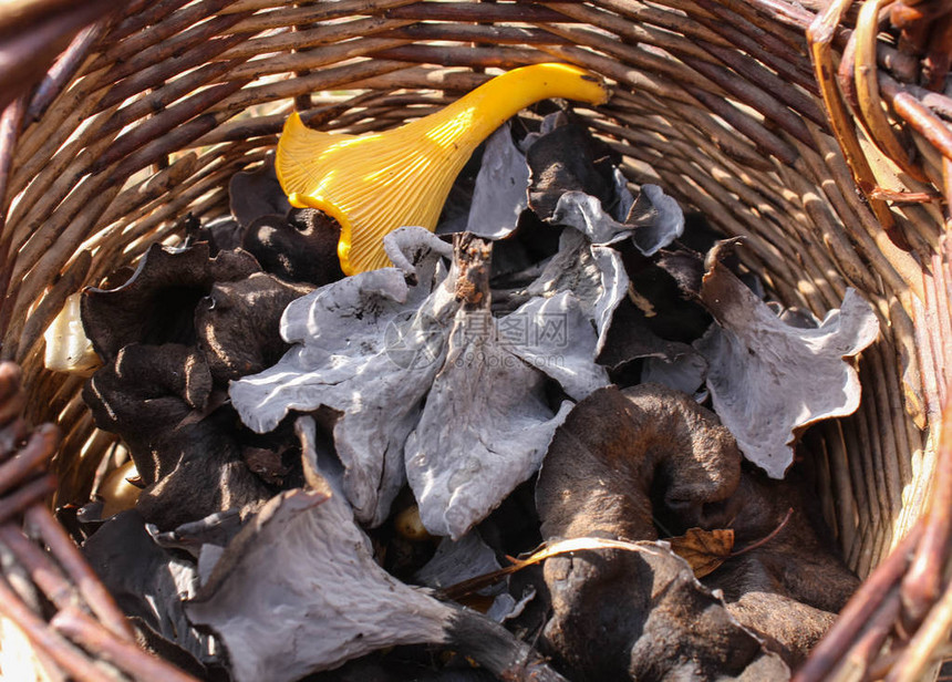 美味的蘑菇篮子里的黑黄鸡油菌特写图片