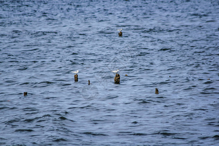 海鸥在水中的竹竿上图片