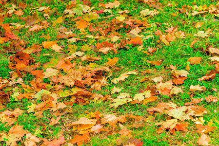 一片覆盖着秋天枫叶的绿色草坪图片