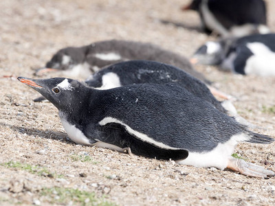Gentoo企鹅Pygoscelis巴布亚图片