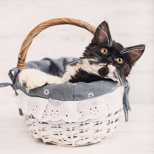 猫在抽屉里小猫把爪子放在篮子上猫看起来不错在白图片