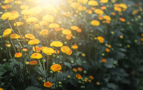 阳光自然背景的小黄菊花图片