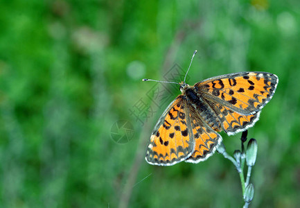 草地上的美丽蝴蝶刷脚蝴蝶图片