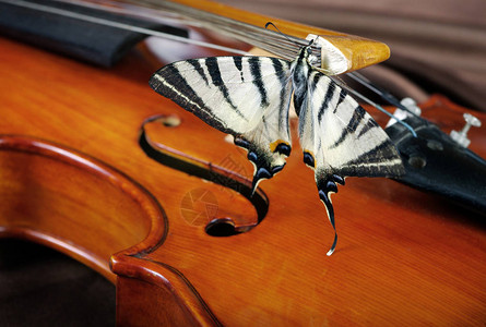 音乐概念小提琴和蝴蝶图片