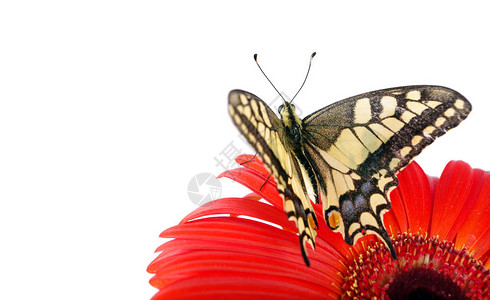 蝴蝶在白的花朵上格贝拉花燕尾蝴蝶帕皮图片