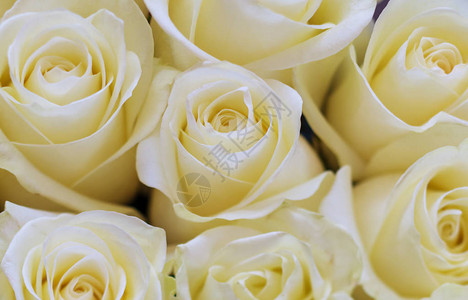 白玫瑰选择焦图片