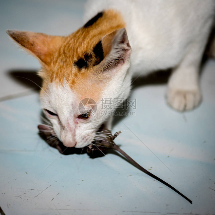 玩猫捉老鼠图片