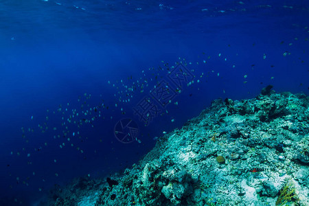 有珊瑚和鱼群的热带海底世界图片