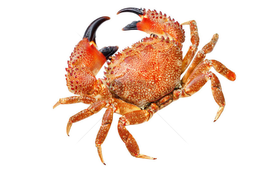 红色螃蟹在白色的Macro图片