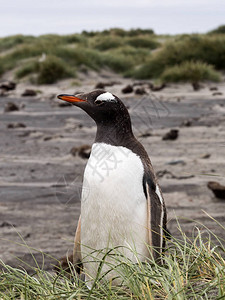 Gentoo企鹅图片