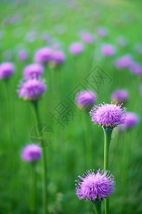 紫色的花朵蓝灰色背景图片