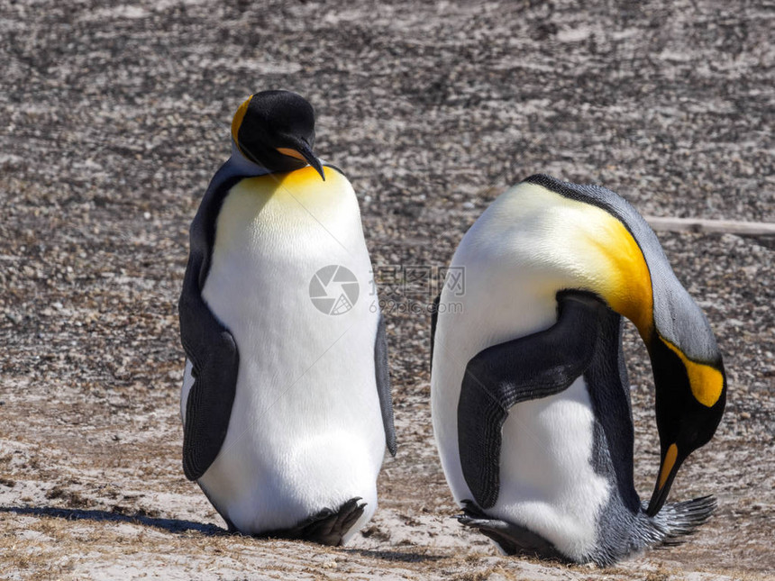 企鹅国王福克兰群岛马尔维纳斯图片