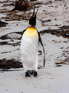 国王企鹅图片