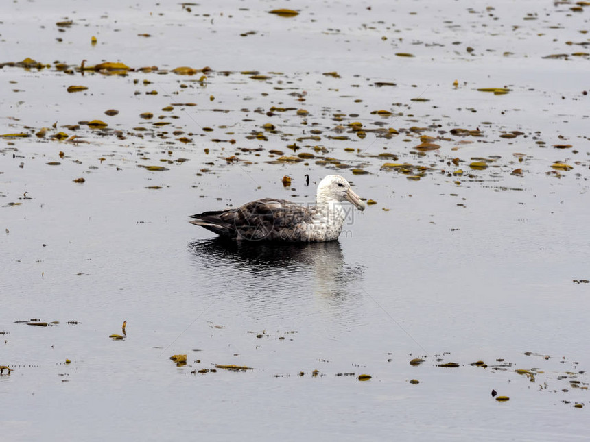 在福克兰群岛斯坦利湾南边的GiantGiantPetrelMacronectesgain图片