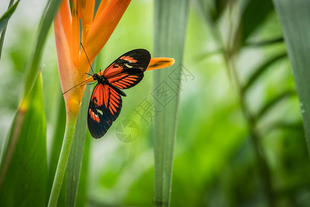 黑色和红色热带邮差蝴蝶HeliconiusMelpomene坐在植物图片