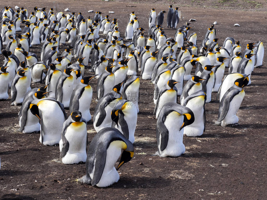 King企鹅Aptenodytespatagonicus自愿点福克兰群岛马图片