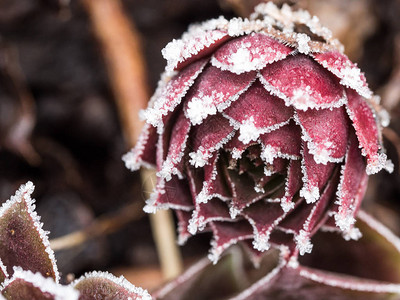 美丽的西姆伯利维夫植物在冬图片