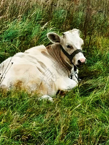 白牛在草地上一头牛的如画肖像图片
