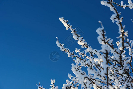 蓝色的冬天空背景冷冻树枝特写图片