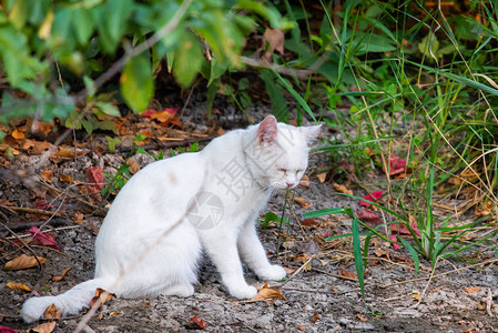 花园里的白猫悲伤的情绪或高清图片