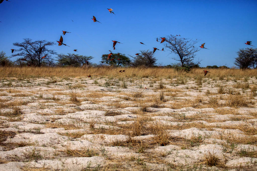 纳米比亚Okawango岸南卡明蜂食蜜鸟Meropsnubicoides的大图片